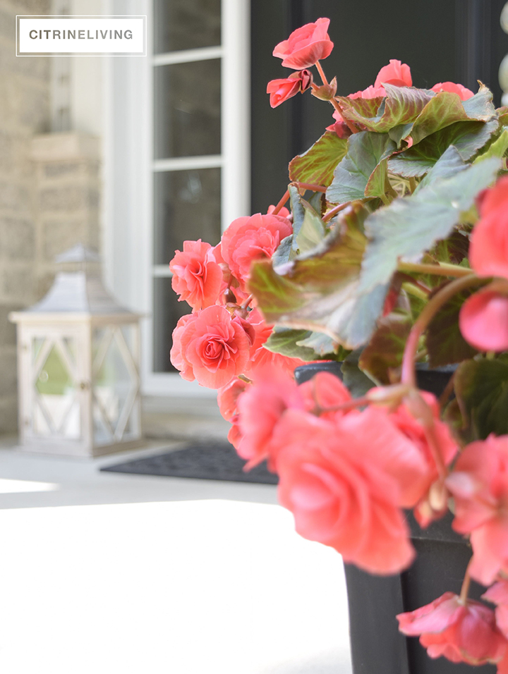 CITRINELIVING SUMMER FLOWERS FOR THE FRONT PORCH