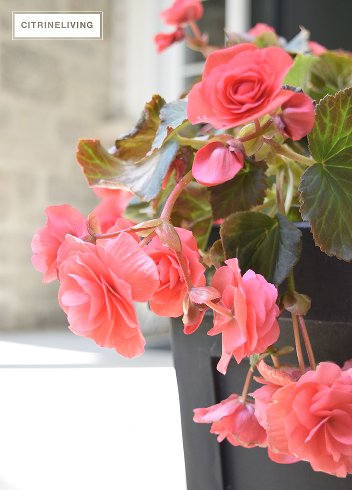 CITRINELIVING SUMMER FLOWERS FOR THE FRONT PORCH