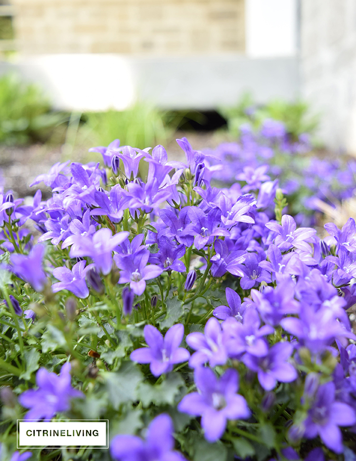 CITRINELIVING SUMMER FLOWERS FOR THE FRONT PORCH