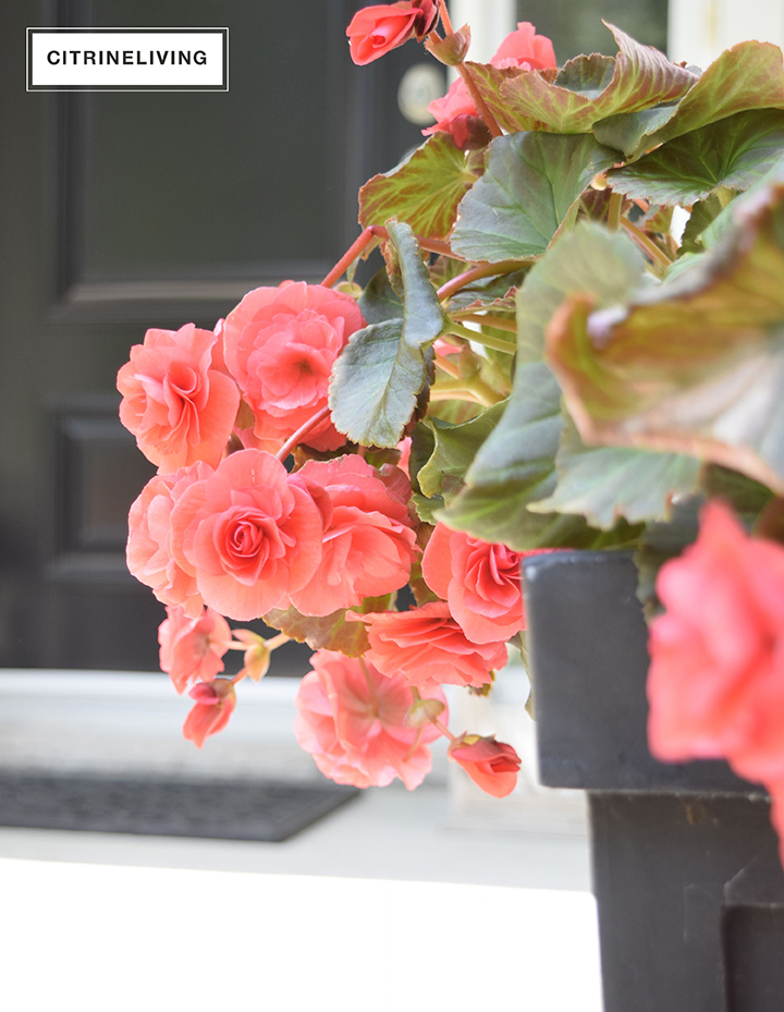 CITRINELIVING SUMMER FLOWERS FOR THE FRONT PORCH