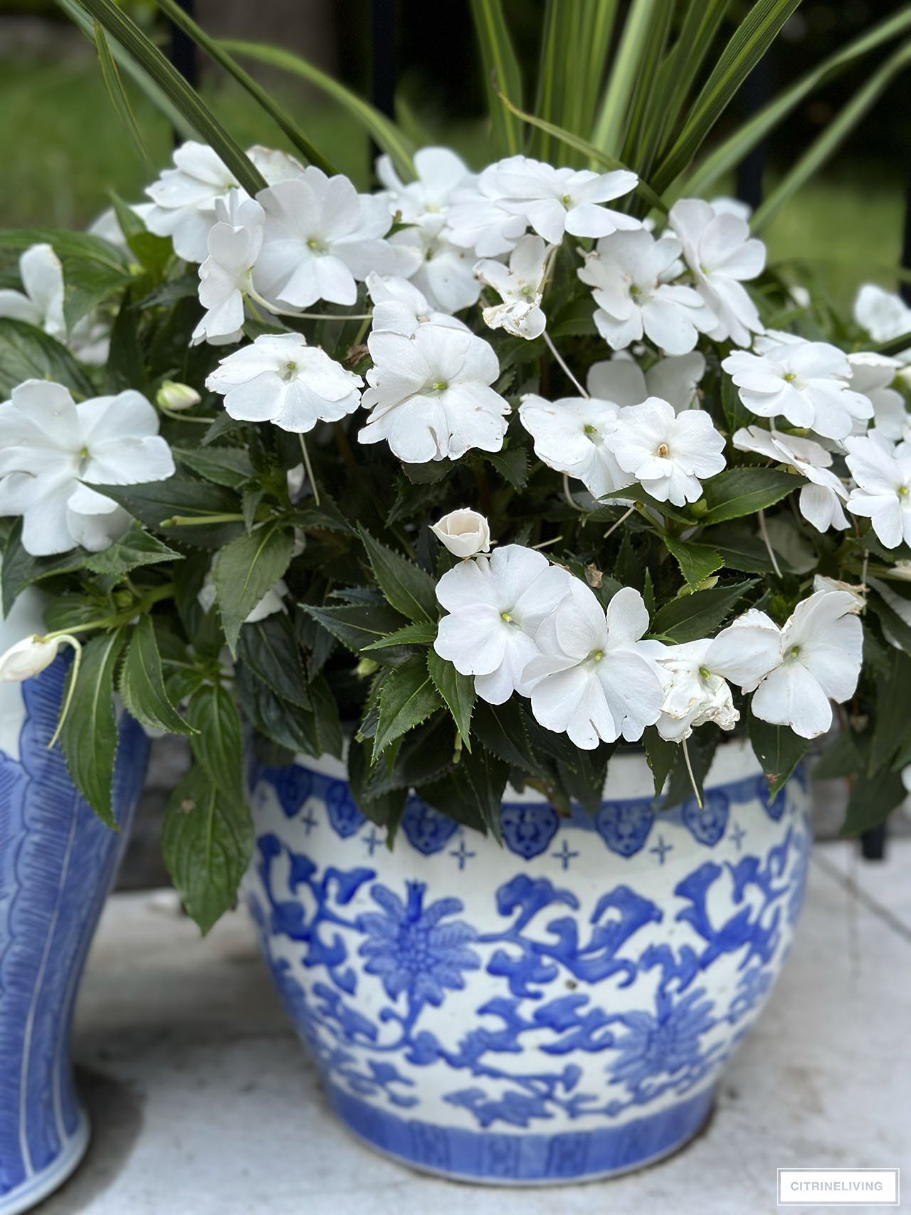 Blue and white planter with White New Guinea Impatiens