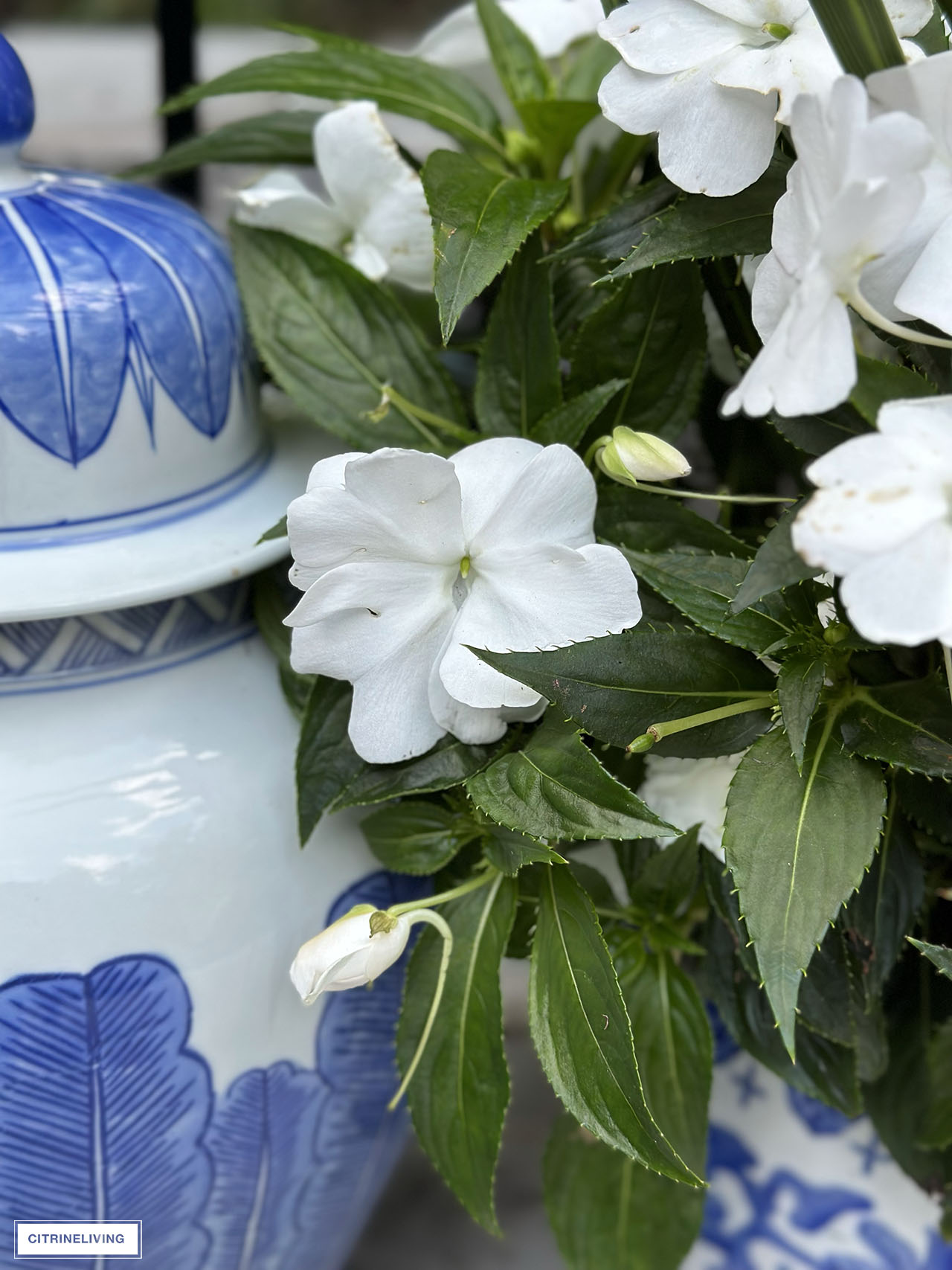 White New Guinea Impatiens