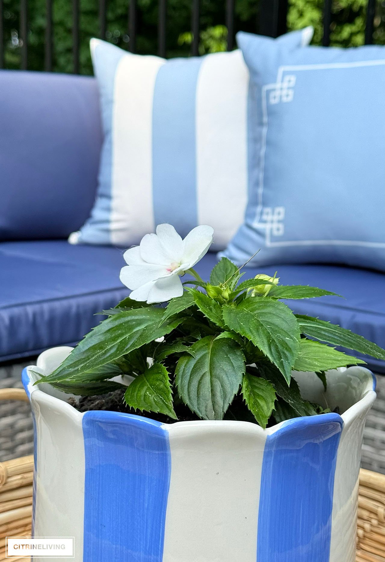 white new guinea impatiens, blue and white scalloped planter